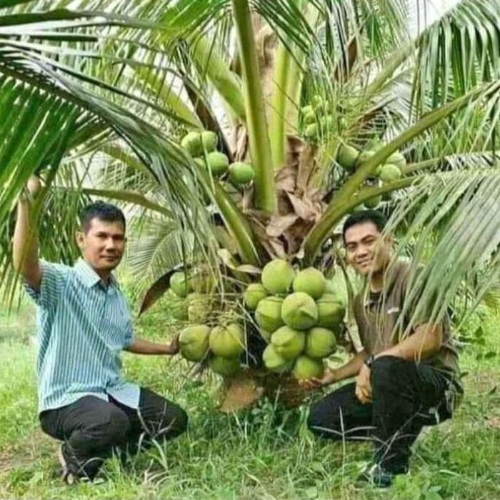 bibit kelapa hibrida asli 100%
