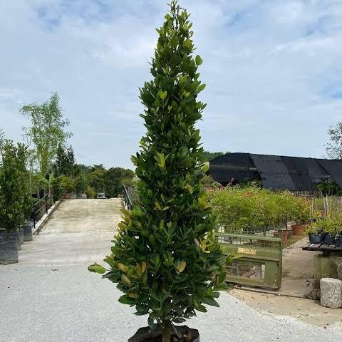 tanaman hias Garcinia subelliptica // pohon fukugi ukuran 2 meter