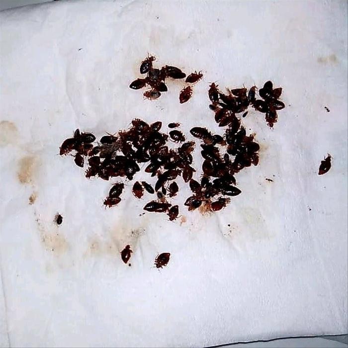 (Expert) Obat Pembasmi Kutu Busuk Tumila Tinggi Kepinding Kupret Kasur