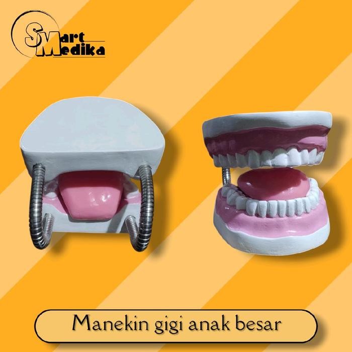 PHANTOM MANEKIN MODEL GIGI ANAK / MANEKIN PERAGA GIGI ANAK BESAR