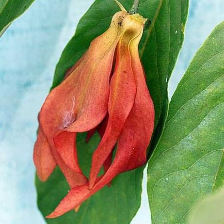 Bibit Tanaman Kenanga Merah Langka Wangi