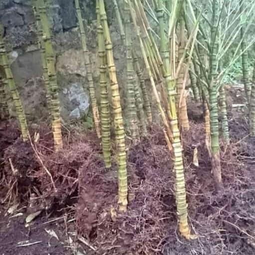 Dudung Tani - Bibit Bambu Cendani, Ros Pendek.