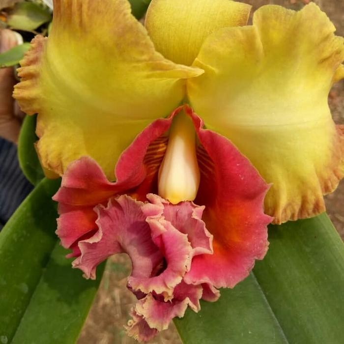 ...Anggrek Cattleya Thailand Spike/knob