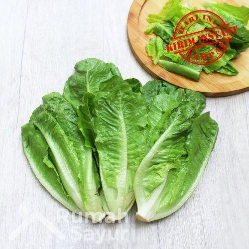 

New Rumah Sayur Romaine Lettuce / Selada Romaine [500 gram]