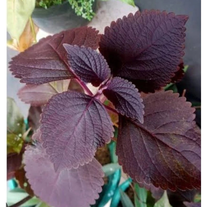 

satu pcs Daun iler jawer kotok perlembar siap petik