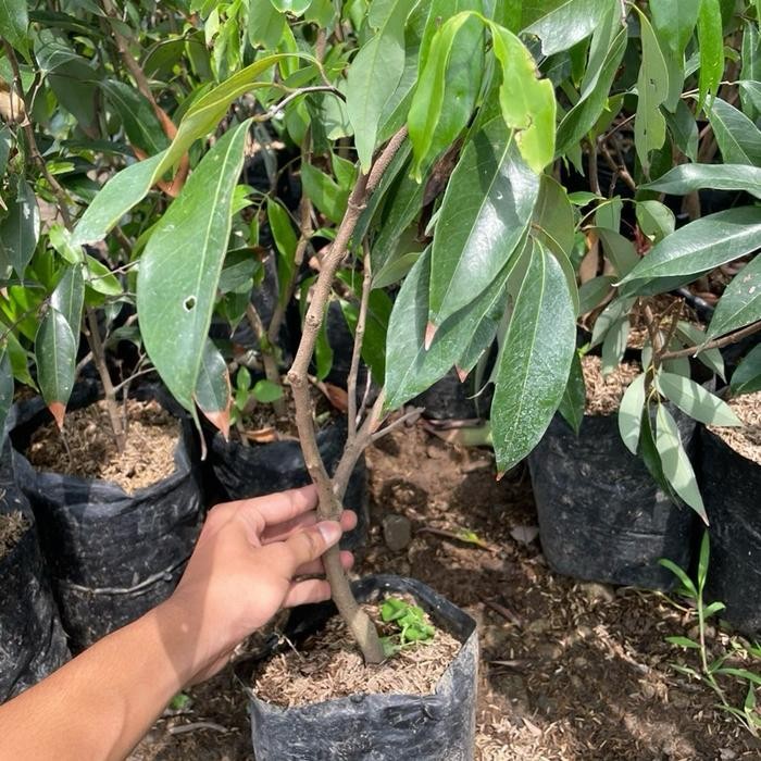 TERMURAH Bibit Taan Leci Merah Super Siap Berbunga & Cepat Berbuah READY STOCK