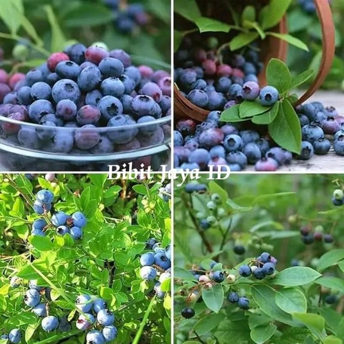 ORIGINAL Bibit Taan Buah Blueberry Cepat Berbuah READY STOCK