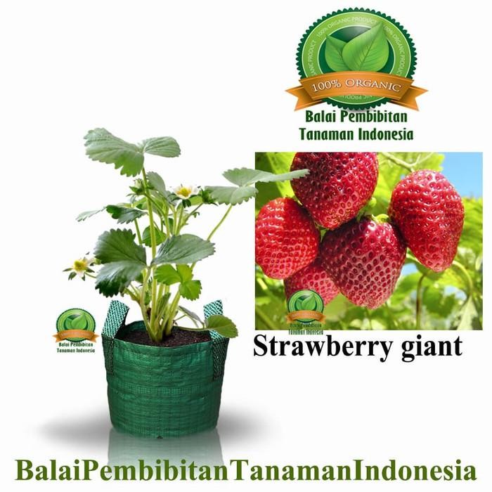ASLI Bibit Taan buah Strawberry Giant Australia READY STOCK