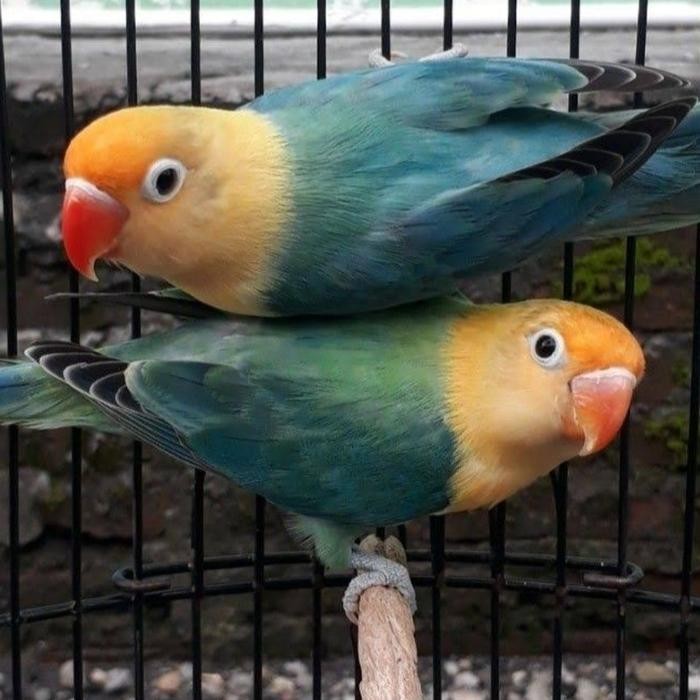 burung lovebird biola parblue mewah sepasang