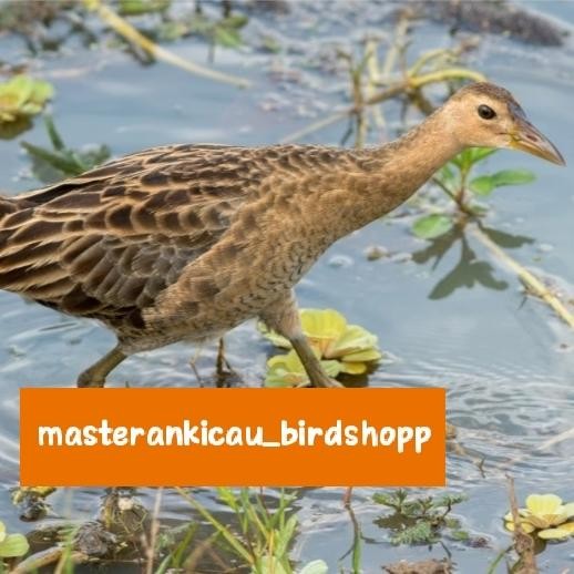 burung ayam ayaman aviary keren banget