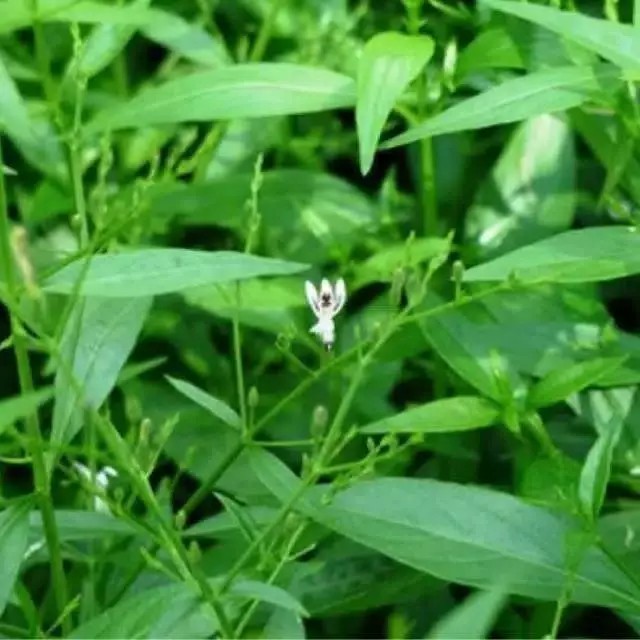 

satu lembar Daun Sambiloto fresh - obat herbal
