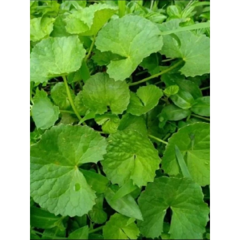 

satu lembar Daun Pegagan / antanan