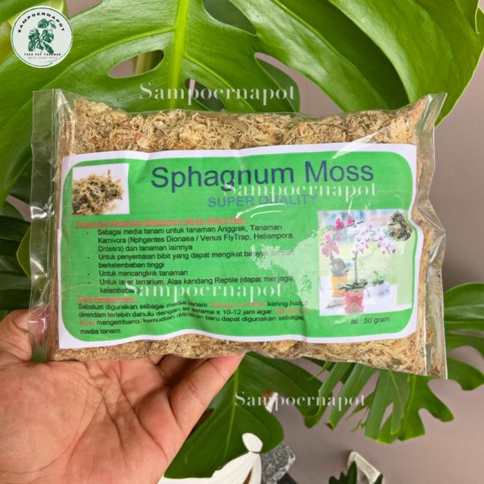 media tanaman bunga anggrek sphagnum Moss
