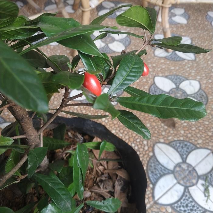 Pohon Tanaman Buah Miracle Fruit /Buah Ajaib Langka Sudah Berbuah