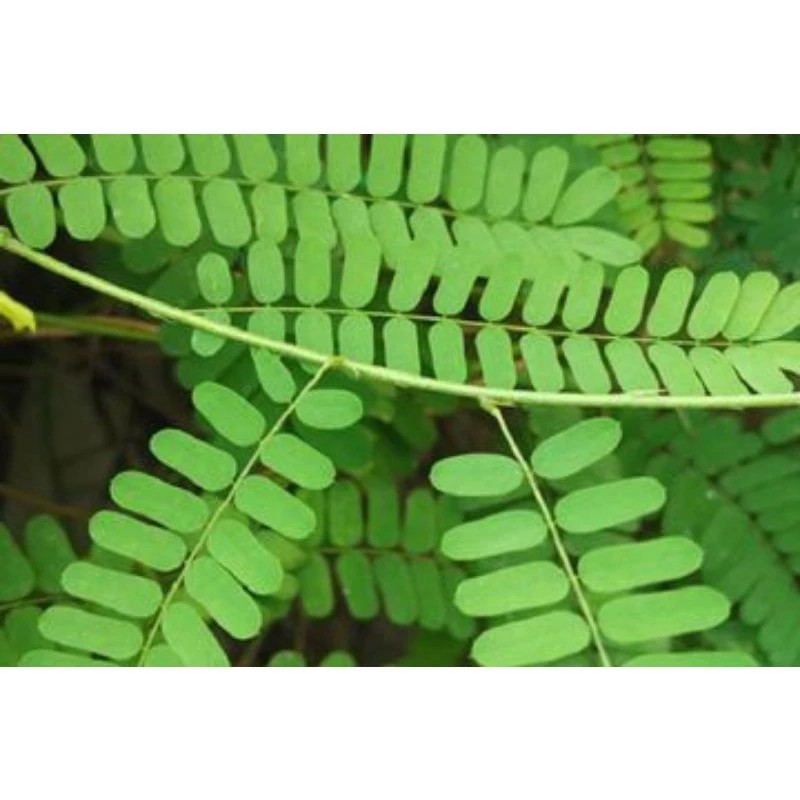 

Daun Saga Manis obat herbal batuk