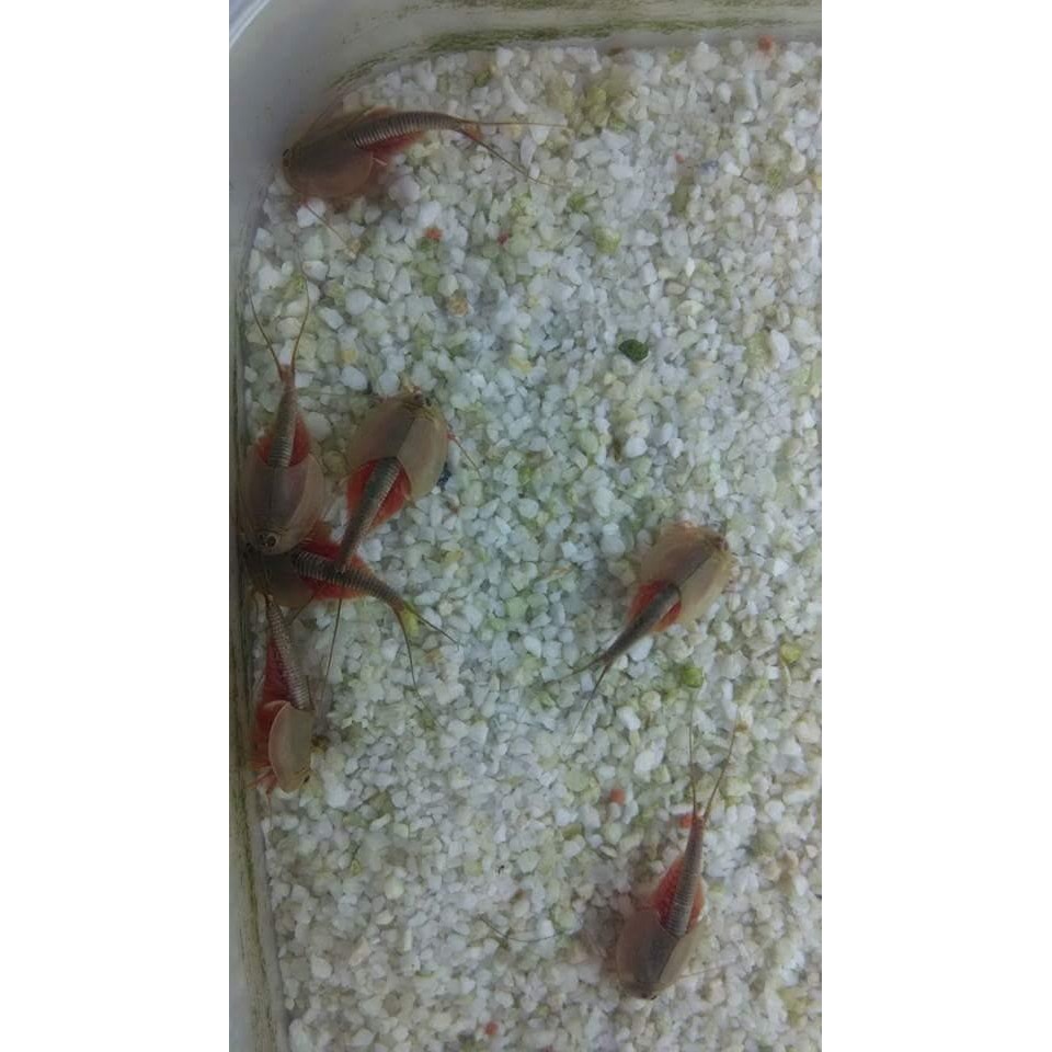 

instant Creature Triops longicaudatus normal