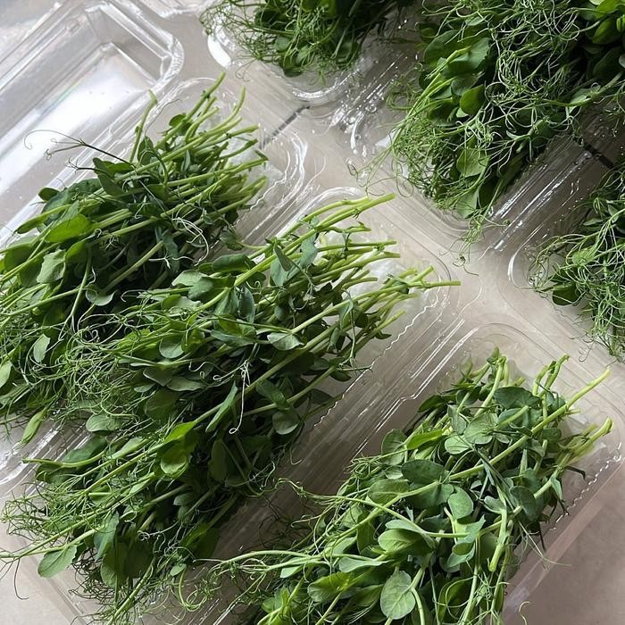 

Pea shooot salad microgreen tendril