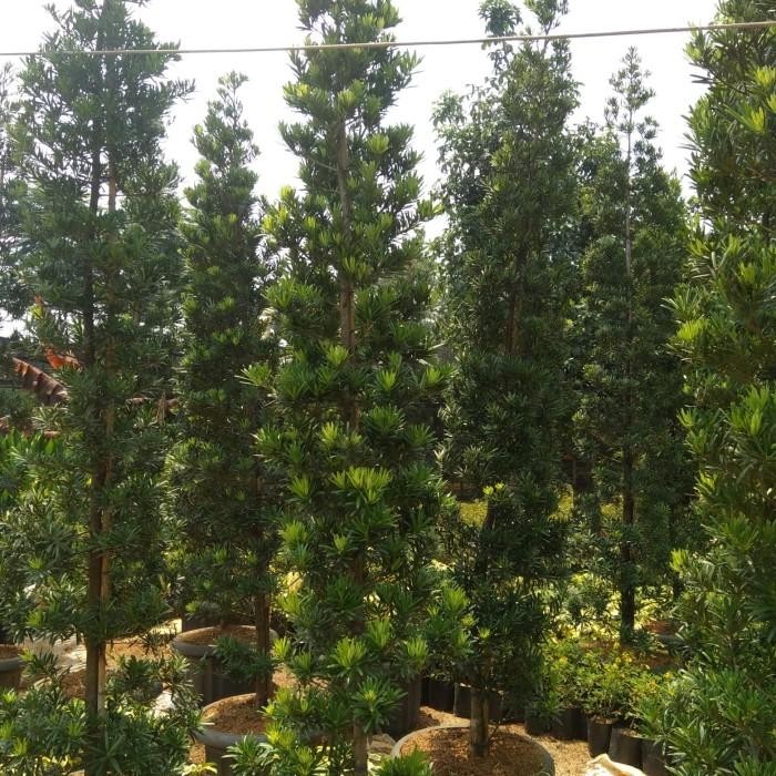 (Allthebest) Tanaman bibit lo han sung