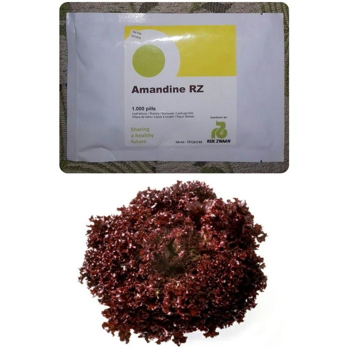 100 SEED - BENIH LOLLOROSSO RZ AMANDINE RIJK ZWAAN