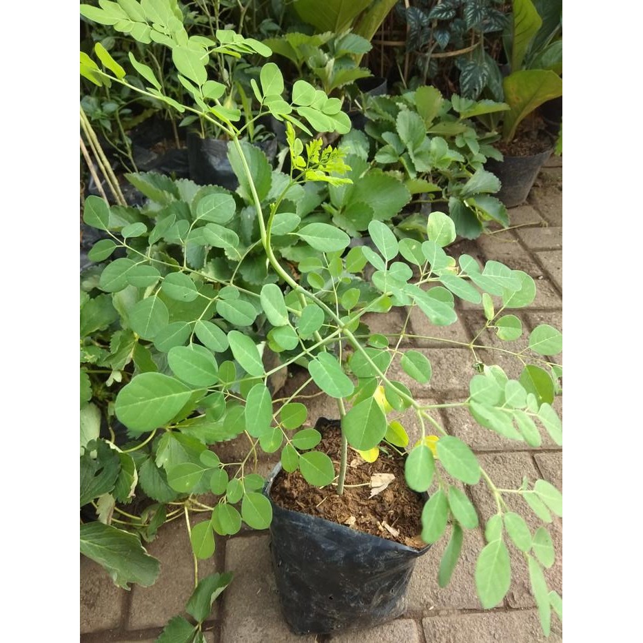 Bibit pohon kelor/ tanaman kelor dari biji
