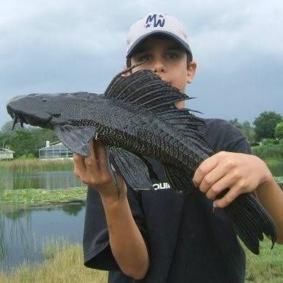 IKAN HIAS IKAN SAPU SAPU BLACK JUMBO PEMBERSIH LUMUT AQUARIUM