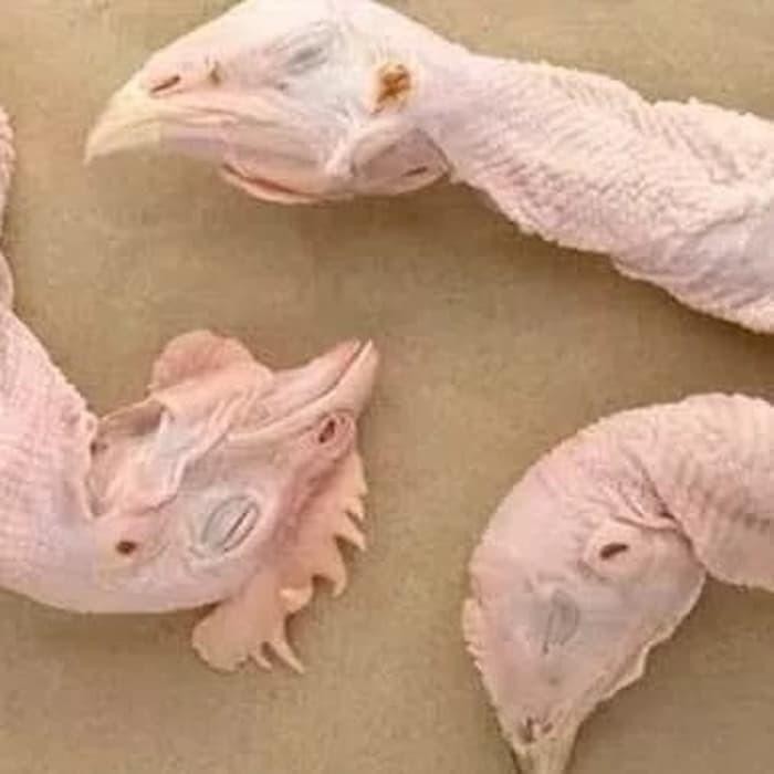 

(Allthebest) KEPALA AYAM 1 Kg