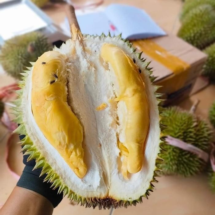

SIAPKIRIM Durian Bulat Utuh Fresh Masmuar Kuning Legit Manis Best Seller READY STOCK