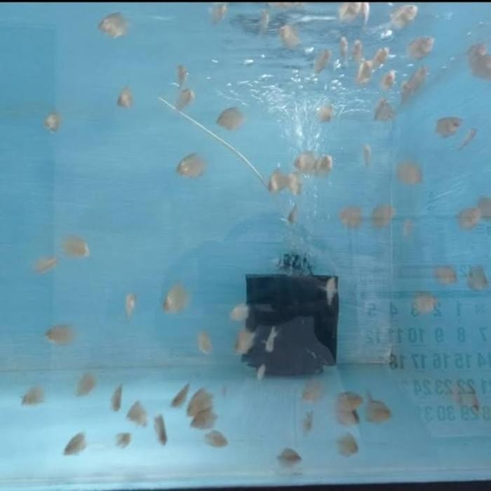 Paketan Discus 2 Cm Isi ( -Gratisongkir