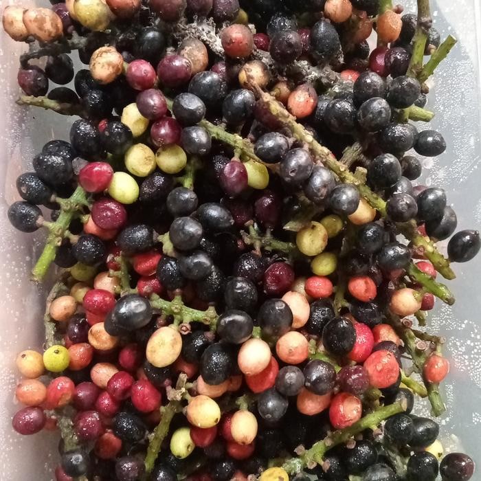 

TERMURAH buah buni/huni buah langka READY STOCK