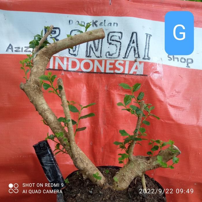 dongkelan serut woow *