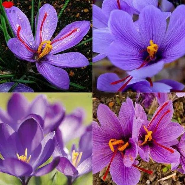 Bibit Tanaman Bunga Saffron Zafaron Bunga Termahal Didunia