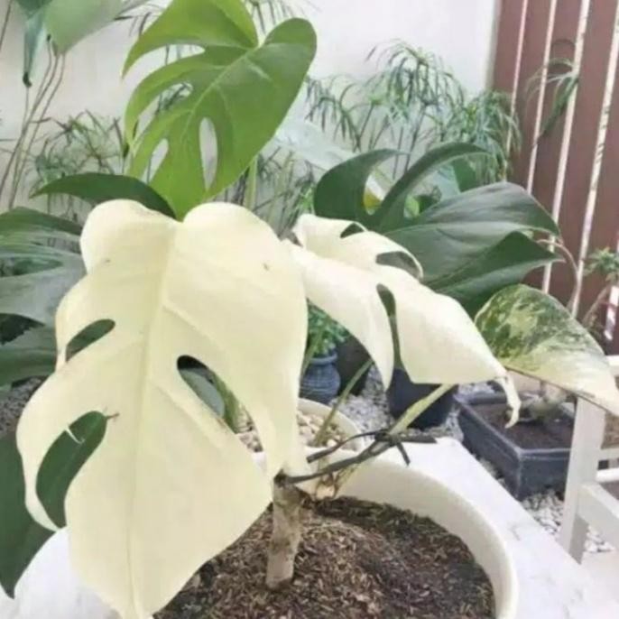 Khusus Gosend Bonggol Monstera Variegata King Albino