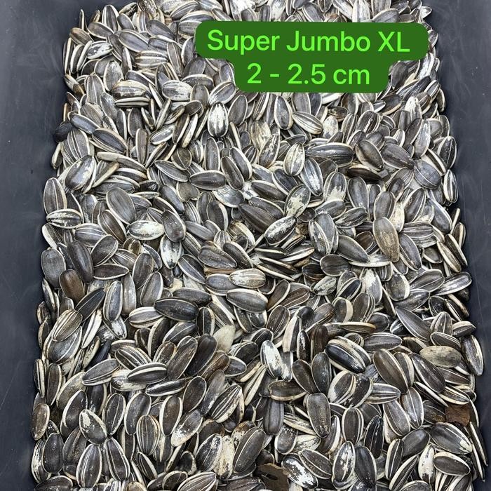 

Kuaci Besar Xl Untuk Hamster Burung Parrot Sun Conure Macaw 1Kg Pasti Diskon