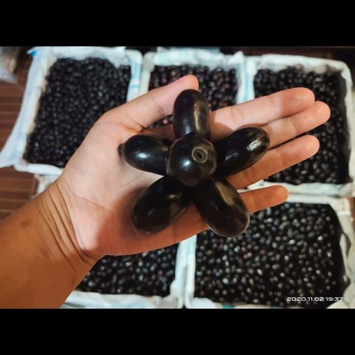 

TERMURAH buah jamblang READY STOCK