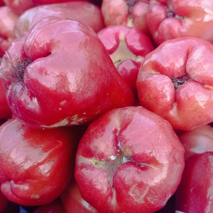

ASLI Jambu citra / jambu air merah READY STOCK