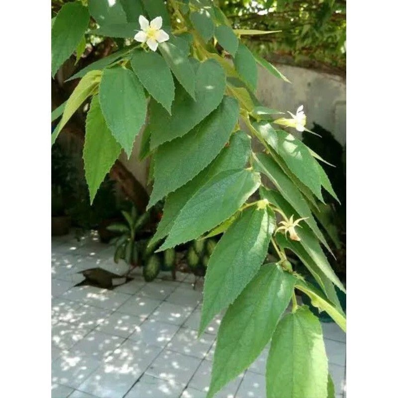 

satu lembar DAUN KERSEN ATAU HERSEN SEGAR