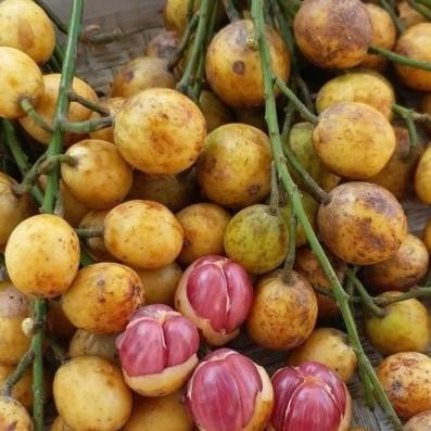 

ORIGINAL BUAH MENTENG 1KG READY STOCK