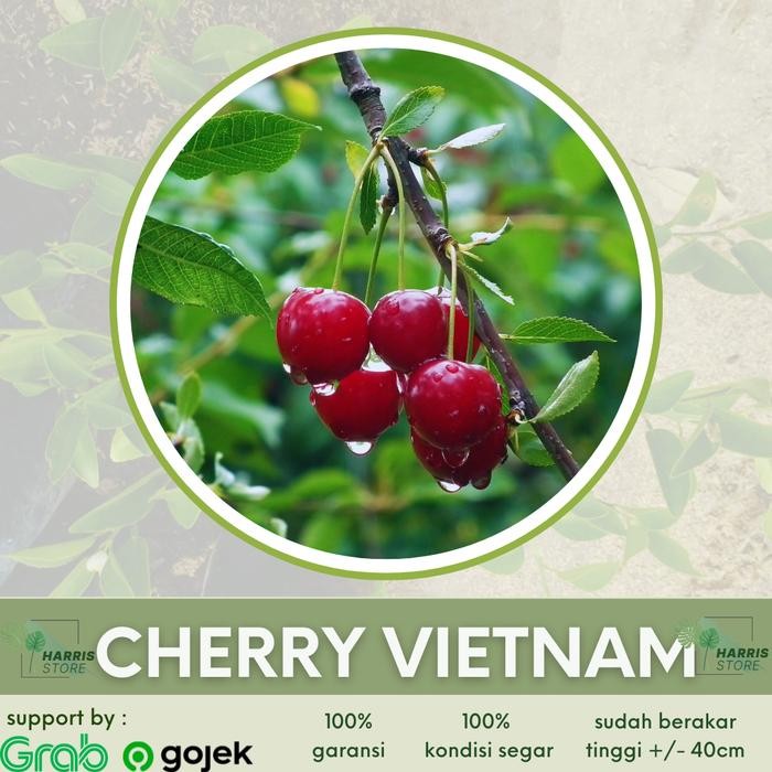 

ASLI Cherry Vietnam Segar READY STOCK