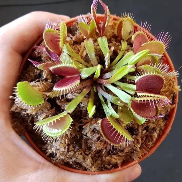 [BIG TRAP] Tanaman Karnivora Venus FlyTrap Dewasa