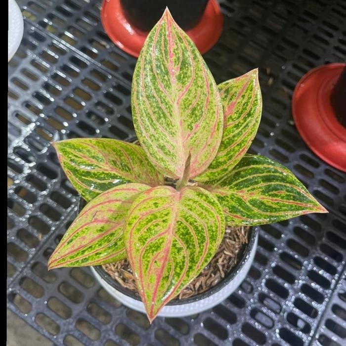 tanaman hias aglaonema / aglonema maeswara / maheswara realpict