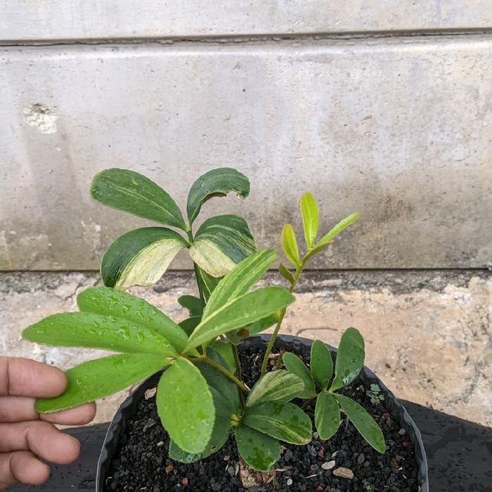 zamia furfurace variegata