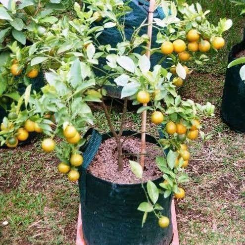 BIBIT JERUK SONKIT BERBUNGA/BERBUAH