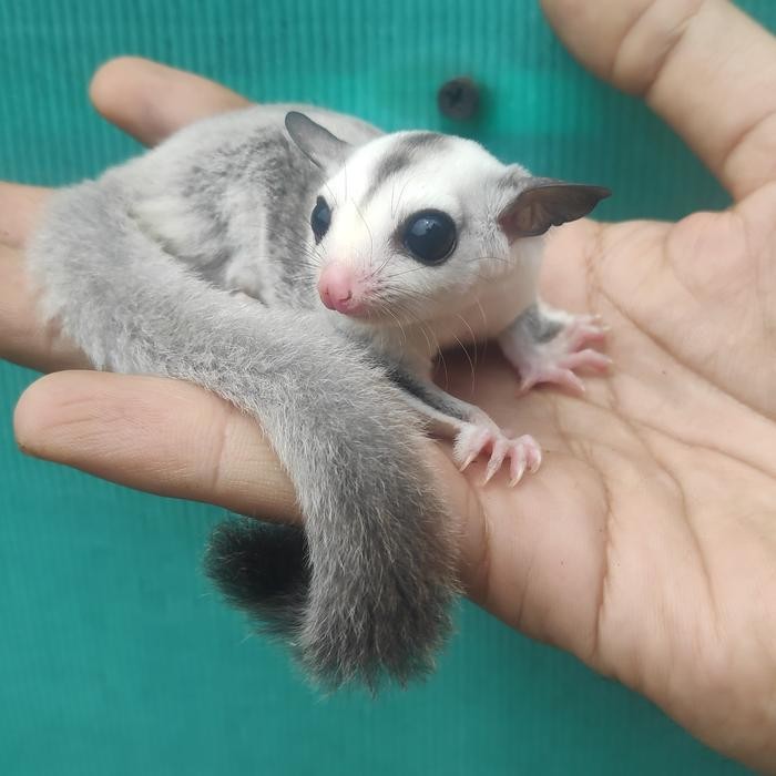 Sugar Glider Joey Platinum