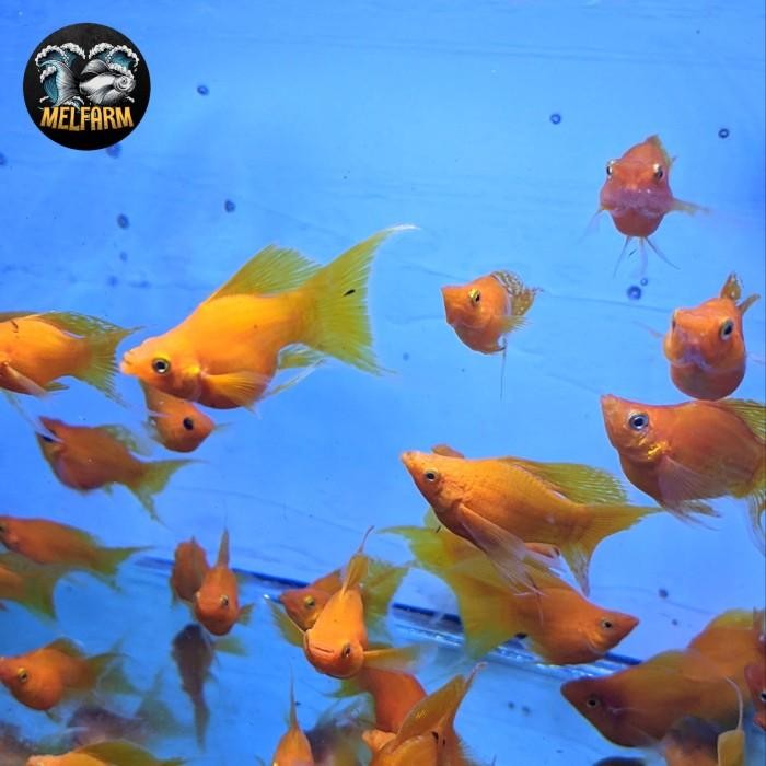 (Allthebest) ikan hias molly sunkist balon cawang