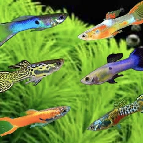 (Allthebest) guppy cobra cendol mix jantan betina warna warni hiasan aquascape