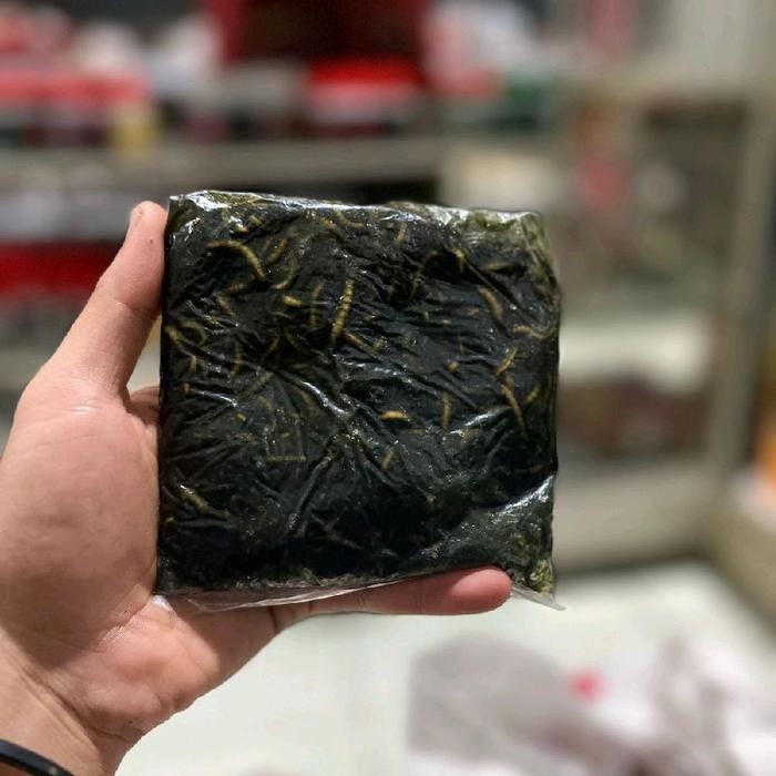 H5_T Umpan Cendil Hongkong ( Umpan Galatama Lele )