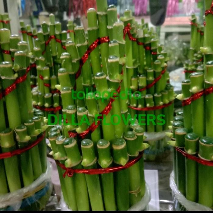 Bunga Bambu Sri Rejeki/Bambu Hoki/Bambu Imlek