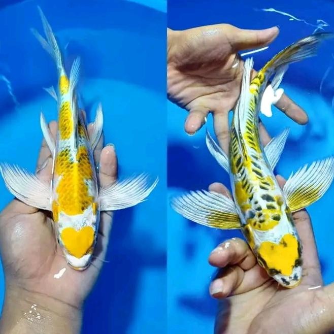 TERSEDIA IKAN KOI HARIWAKE SLAYER KUMPAY 20-22CM