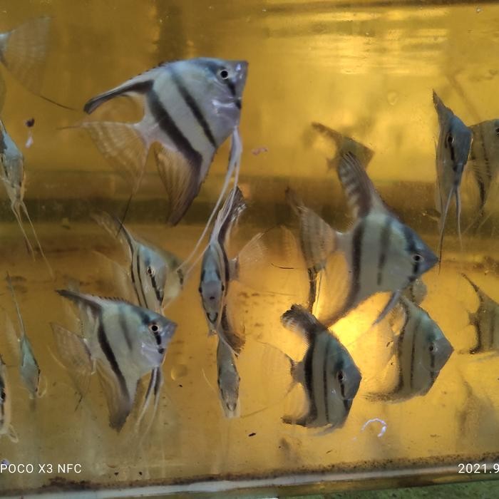 Paket 20 Manfish Altum