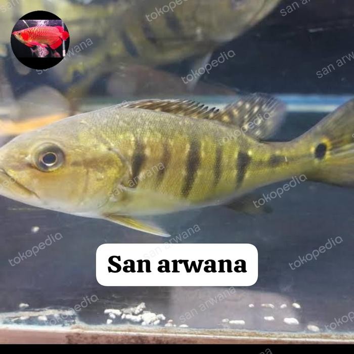 Ikan Pbass Intermedia Pure Tankmate